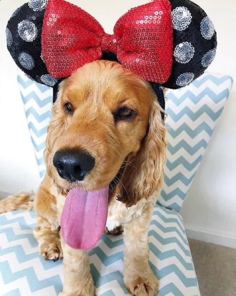 cuccioli di cocker spaniel sani in vendita. | Foto 1