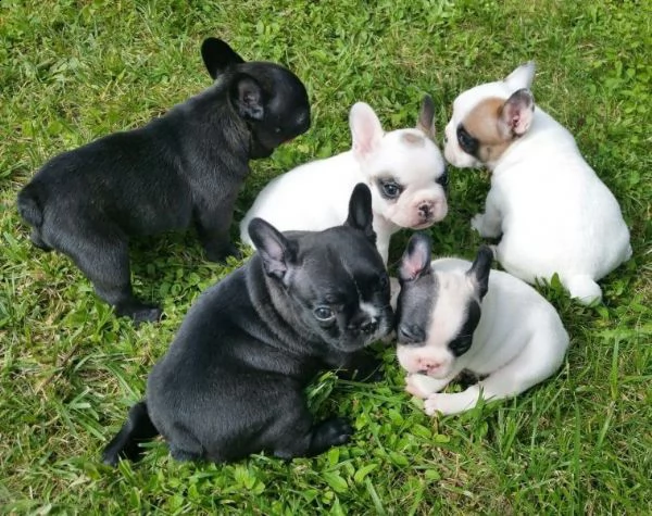  regalo cuccioli di bulldog francese