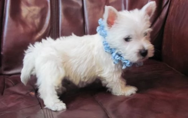regalo adorabili cuccioli west highland terrier bianco femminucce e maschietti