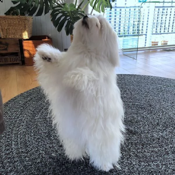 offerta cucciolo | Foto 1