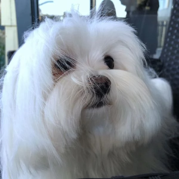 offerta cucciolo | Foto 0