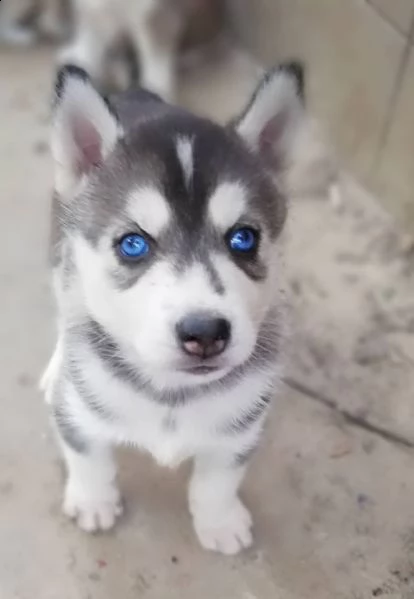 vendita bellissimo esemplare maschio di siberian husky
