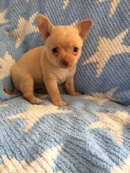 favolosi chihuahua toy 