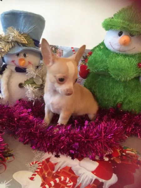 favolosi chihuahua toy  | Foto 0