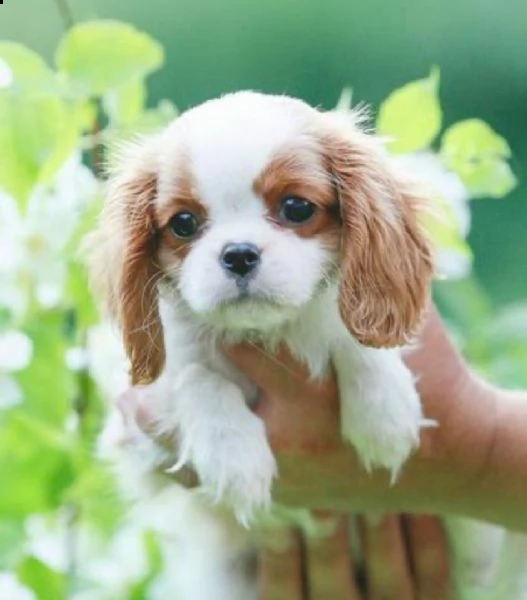  cuccioli di cavalier king femminucce e maschietti disponibili per l'adozione gratuita