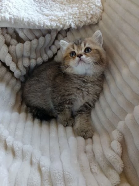 Micina British Shorthair | Foto 2