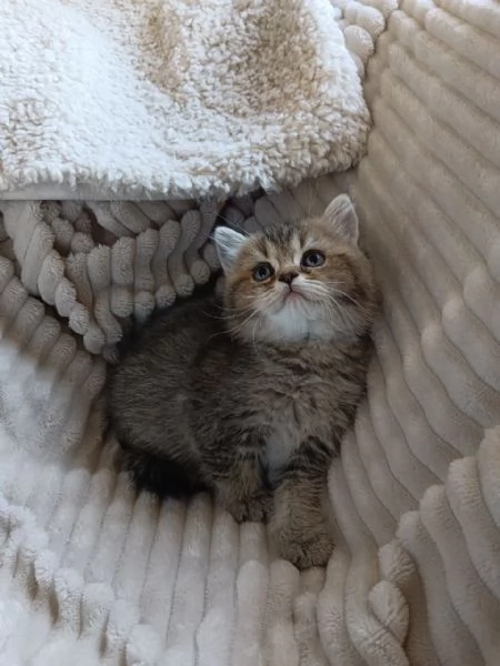 Micina British Shorthair