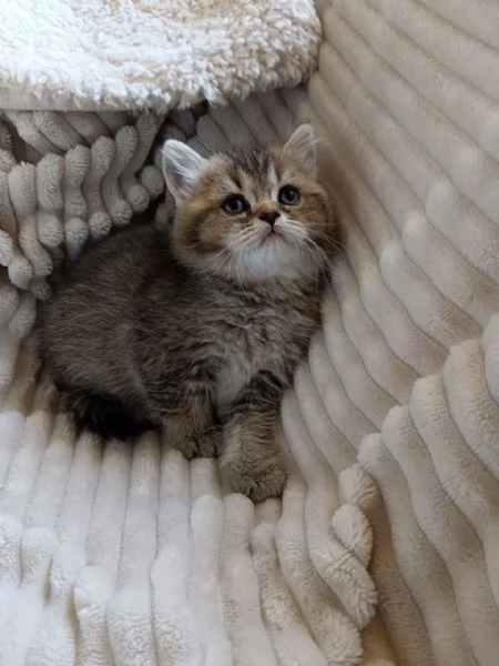 Micina British Shorthair | Foto 1