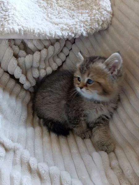 Micina British Shorthair | Foto 0