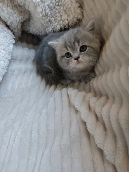 Gattina British Shorthair