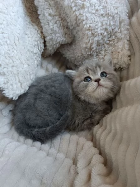 Gattina British Shorthair | Foto 2