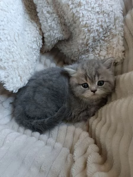 Gattina British Shorthair | Foto 1