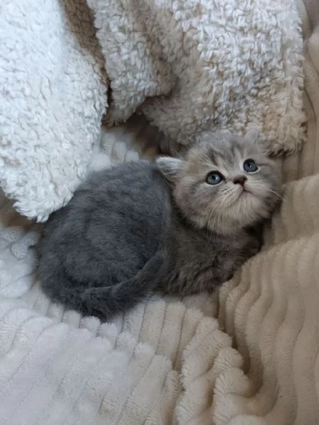 Gattina British Shorthair | Foto 0