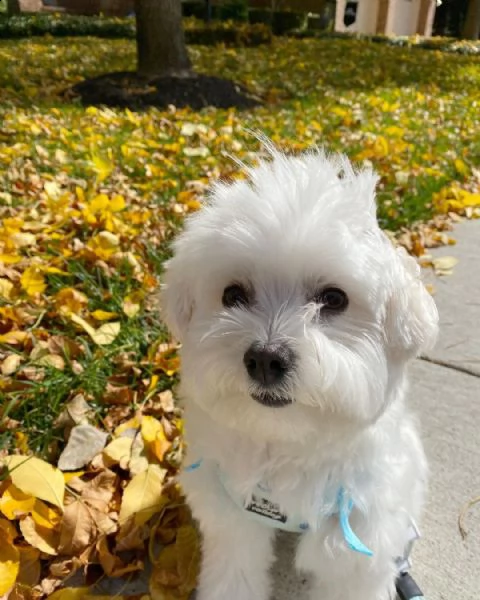    regalo cuccioli di maltese........