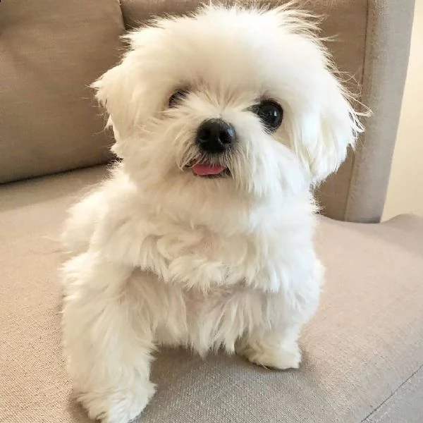    regalo cuccioli di maltese........ | Foto 0