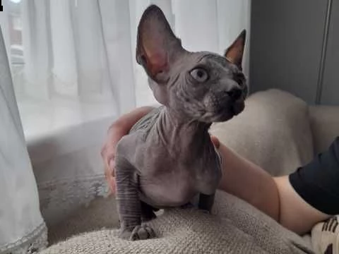canadian sphynx razza puri con pedigree anfi | Foto 0
