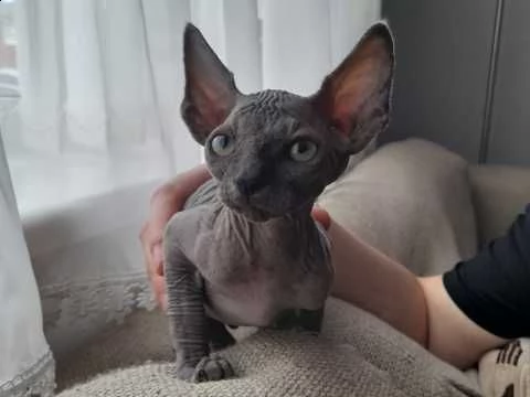 canadian sphynx razza puri con pedigree anfi