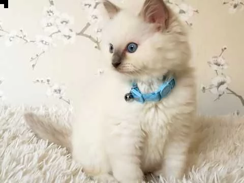  ragdoll carattere dolcissimo