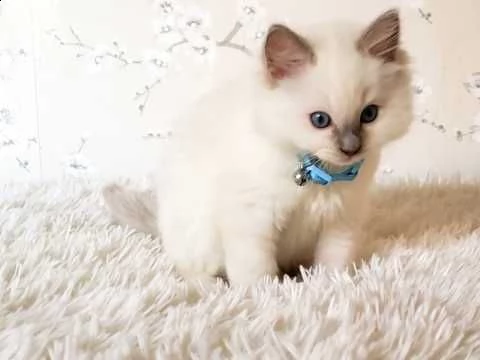  ragdoll carattere dolcissimo | Foto 0