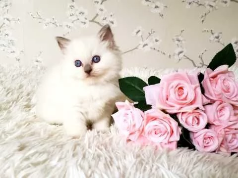 gattini ragdoll ora disponibili