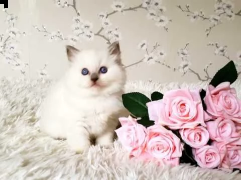 gattini ragdoll ora disponibili | Foto 1