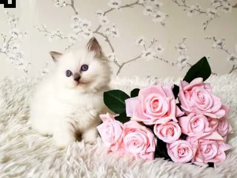 gattini ragdoll ora disponibili | Foto 0