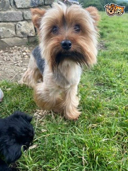 adorabile cucciolo per l'adozione