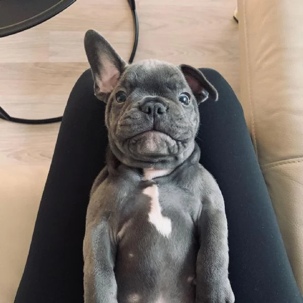 cuccioli di bulldog francese super adorabili disponibili per la vendita | Foto 2