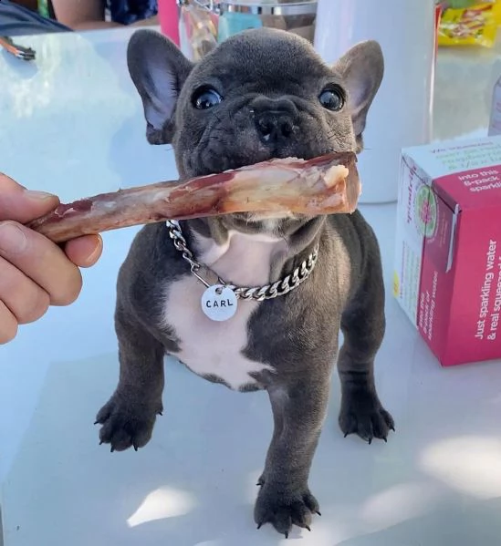 cuccioli di bulldog francese super adorabili disponibili per la vendita