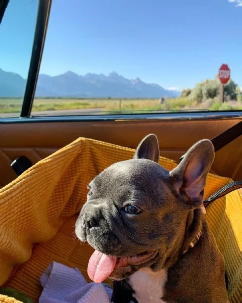 cuccioli di bulldog francese super adorabili disponibili per la vendita | Foto 1