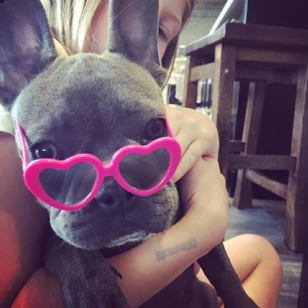 cuccioli di bulldog francese super adorabili disponibili per la vendita | Foto 0