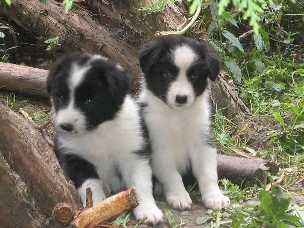 vendita cucciolo border collie