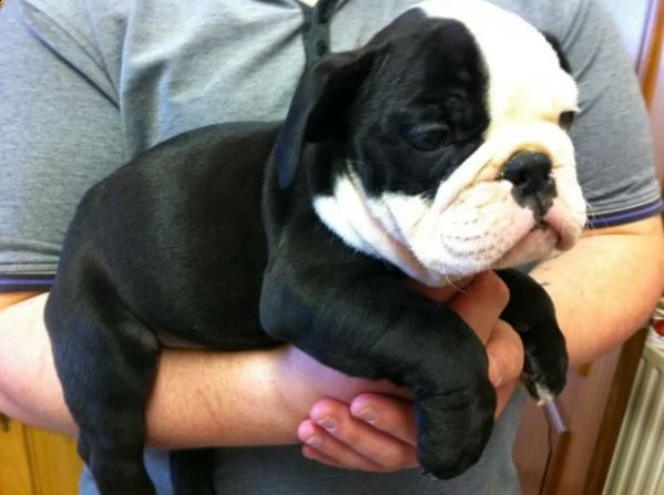 cucciolata di bouledogue francese,
