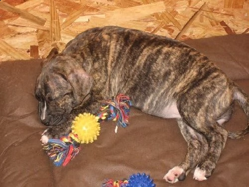 regalo cuccioli di pitbull