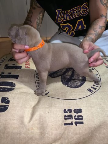 regalo cuccioli di pitbull