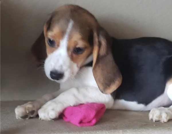 cuccioli di beagle