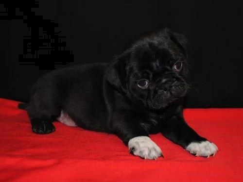 regalo carlinoooo cucciolo 