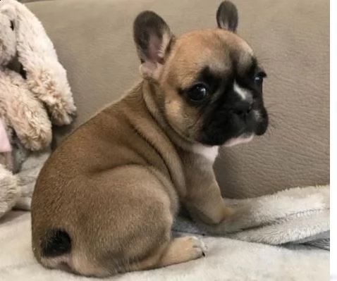 cucciolata di bouledogue francese,