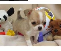regalo chichuahua cuccioli maschi e femmine 