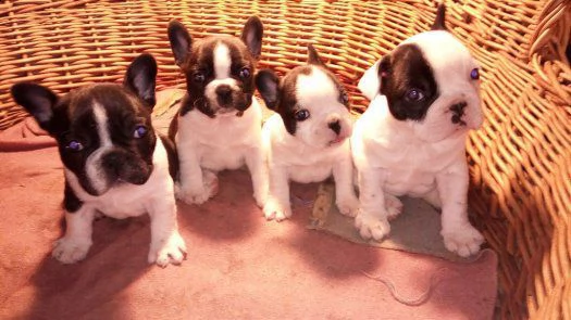 regalo bouledogue francese disponibili..