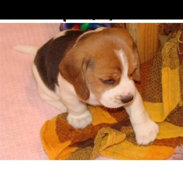 regalo cuccioli san bernardo...