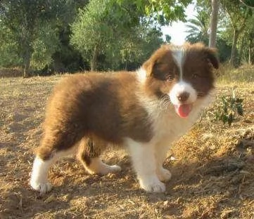 cucciola border collie italiani con pedegree