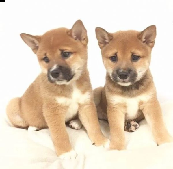shiba inu bellissimo cuccioli