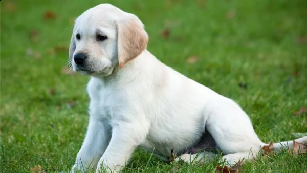 vendita cucciolo cuccioli di labrador chocolate 