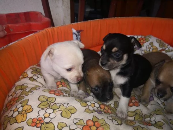 cuccioli chihuahua toy**