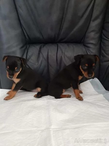 pinscher nani cuccioli*