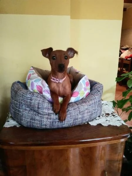  femminuccia pinscher nano
