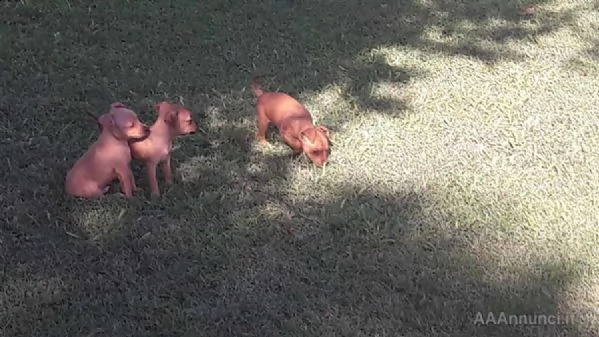 pinscher toy cucciolo 