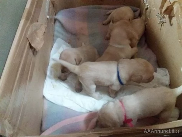 labrador retriver cuccioli