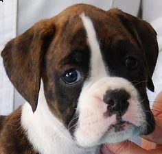 disponibile cuccioli di boxer macshio e femmina . con pedigree, due vaccini, sverminazione e control